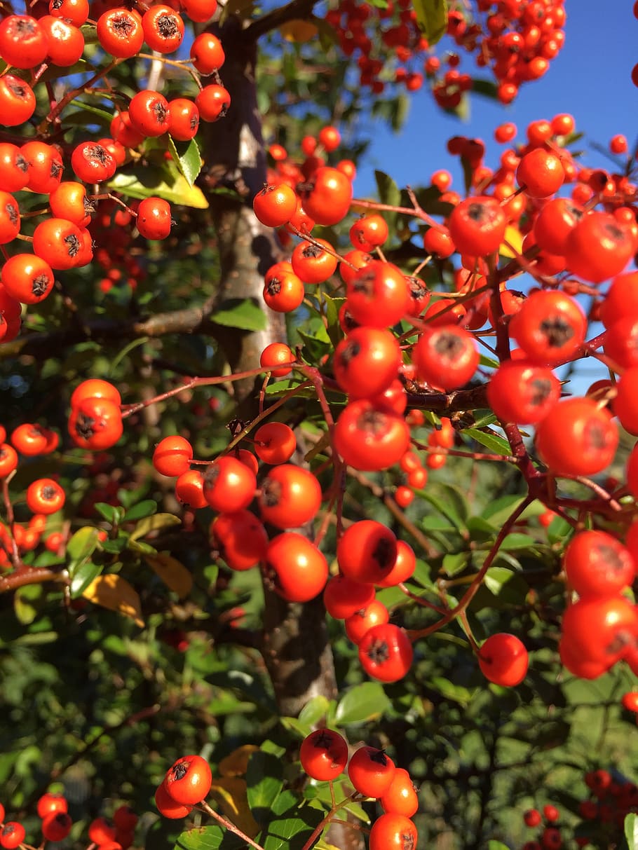germany, bad segeberg, fruit, food, healthy eating, food and drink HD wallpaper