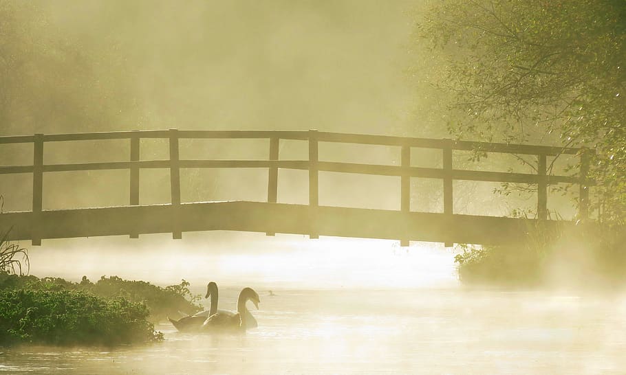 Two Swans on Body of Water, art, bridge, daylight, environment HD wallpaper