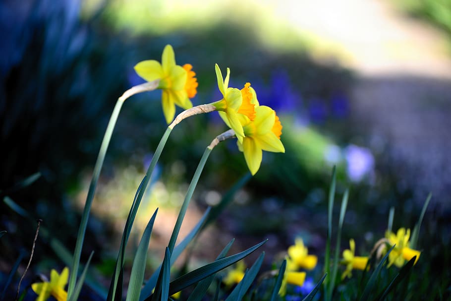 osterglocken, daffodils, spring, yellow, nature, narcissus HD wallpaper