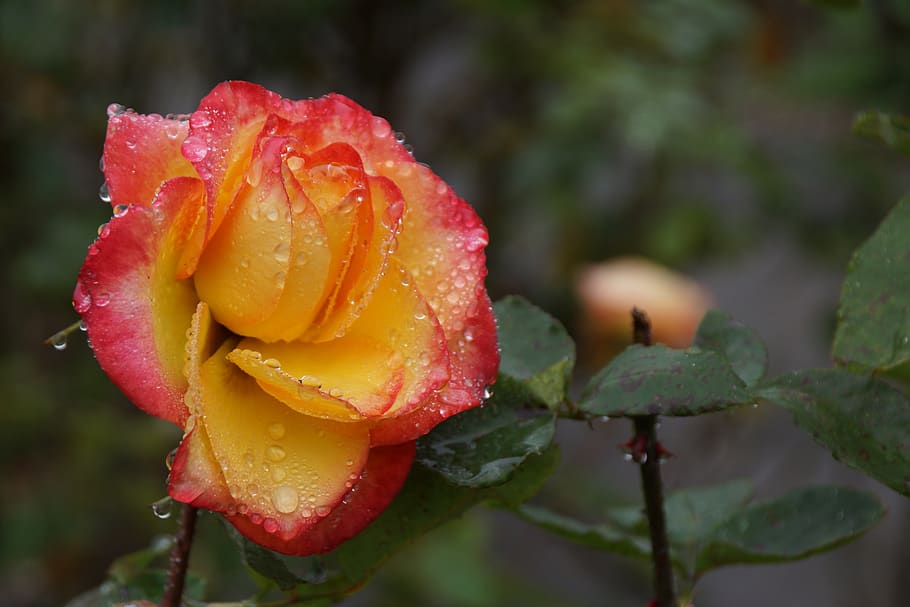 rose, petals, yellow, red, beauty in nature, plant, growth HD wallpaper
