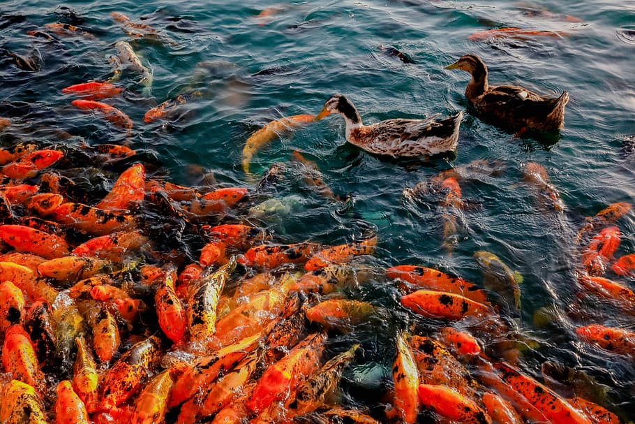 Koi Fish, animal, color, ducks, many, orange, pond, swim, swimming HD wallpaper