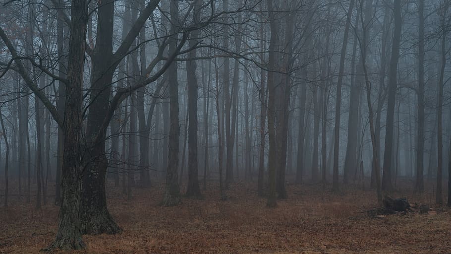 bare trees covered with fogs, nature, weather, outdoors, mist HD wallpaper