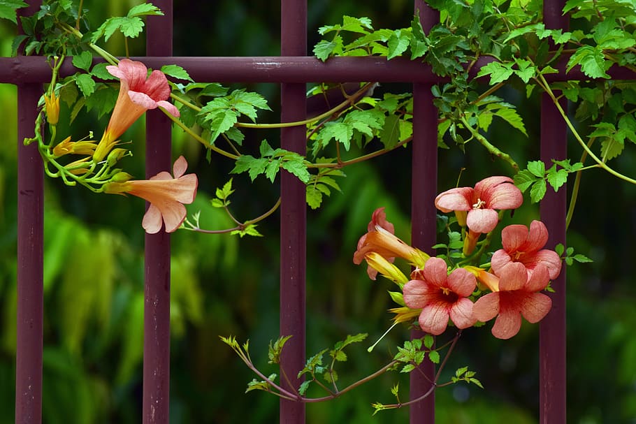flower, nature, leaf, flora, outdoors, trumpet, flowering plant HD wallpaper