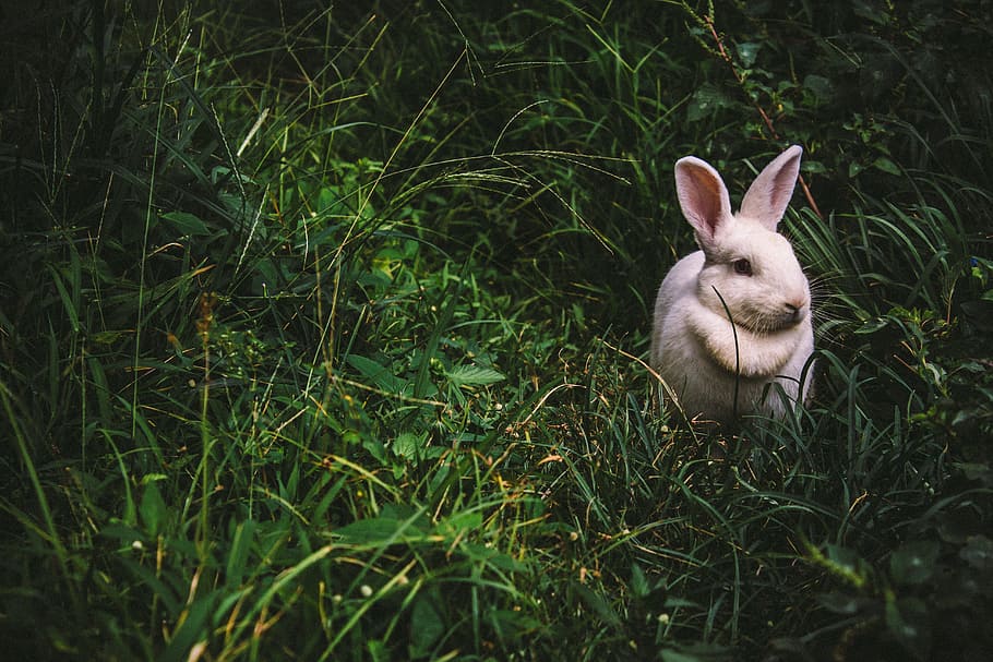 white rabbit on green grass during daytime, bunny, field, animal HD wallpaper