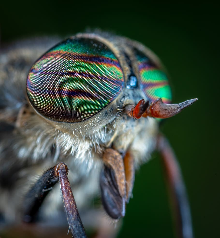 macro, portrait, horsefly, insect, eyes, bespozvonochnoe, diptera HD wallpaper