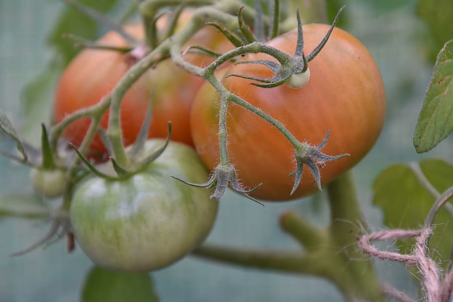 tomatoes, bush, cultivation, tomatenrispe, fresh, fruit, food and drink HD wallpaper