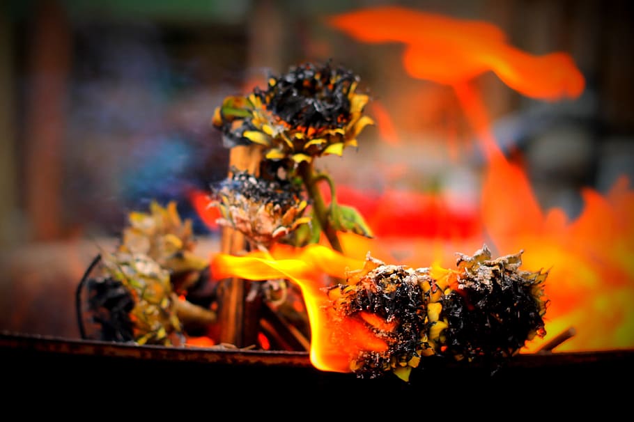 burnig, flowers, sun, fire, ash, black, yellow, burning, flame HD wallpaper