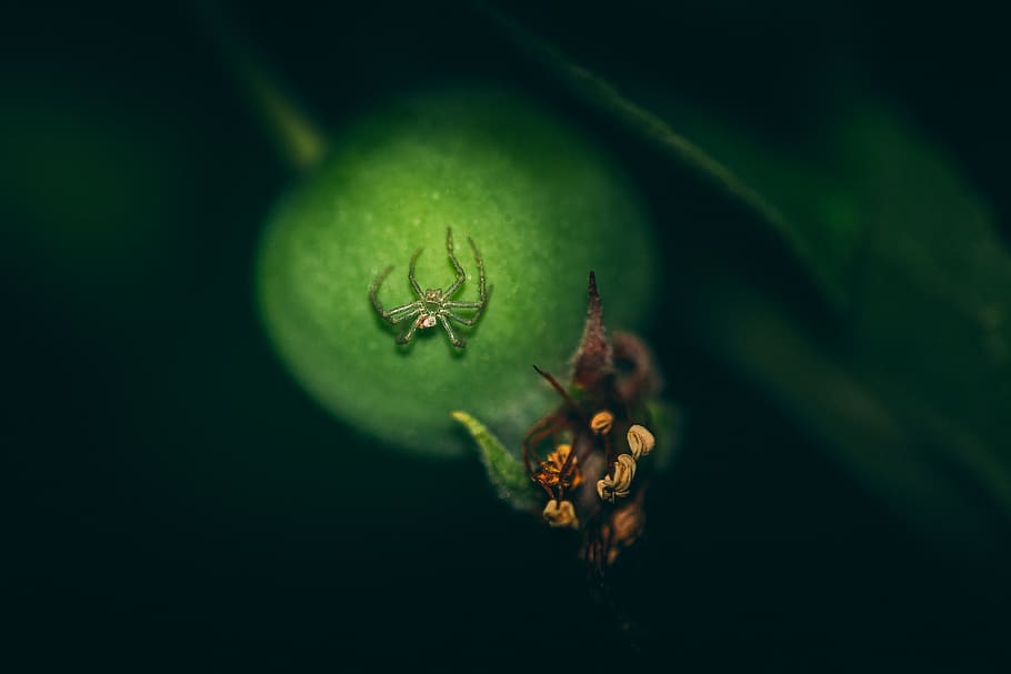 germany, lich, eberstadt, macro, art, focus, close up, spider HD wallpaper