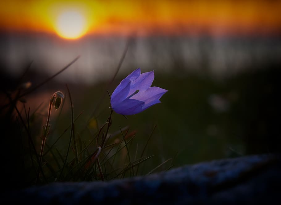 flower, plant, flowering plant, beauty in nature, freshness HD wallpaper
