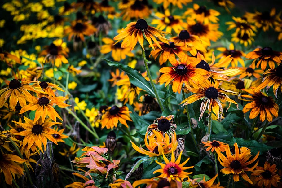 flowering plant, growth, fragility, vulnerability, freshness HD wallpaper