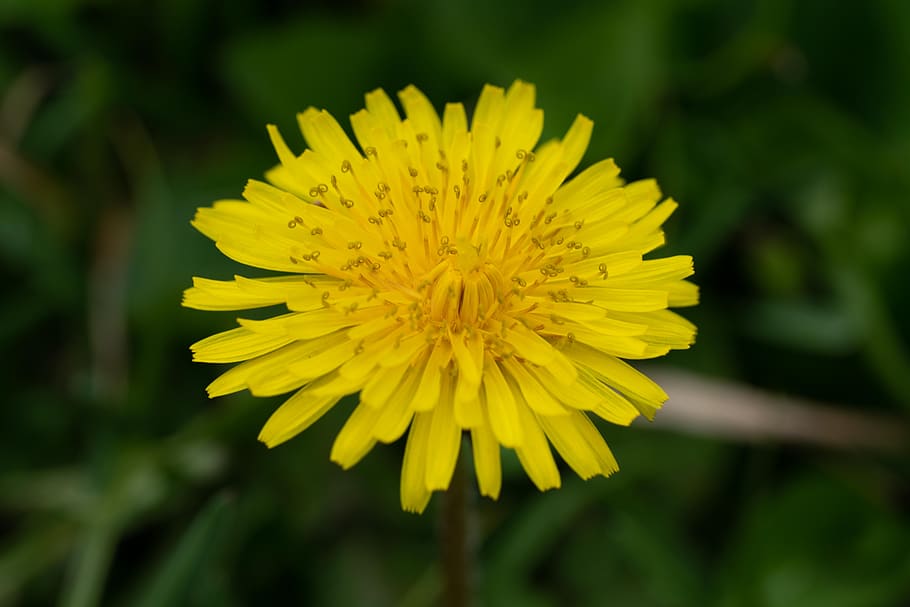 dandelion, grass, weed, nature, spring, flower, yellow, flowering plant HD wallpaper
