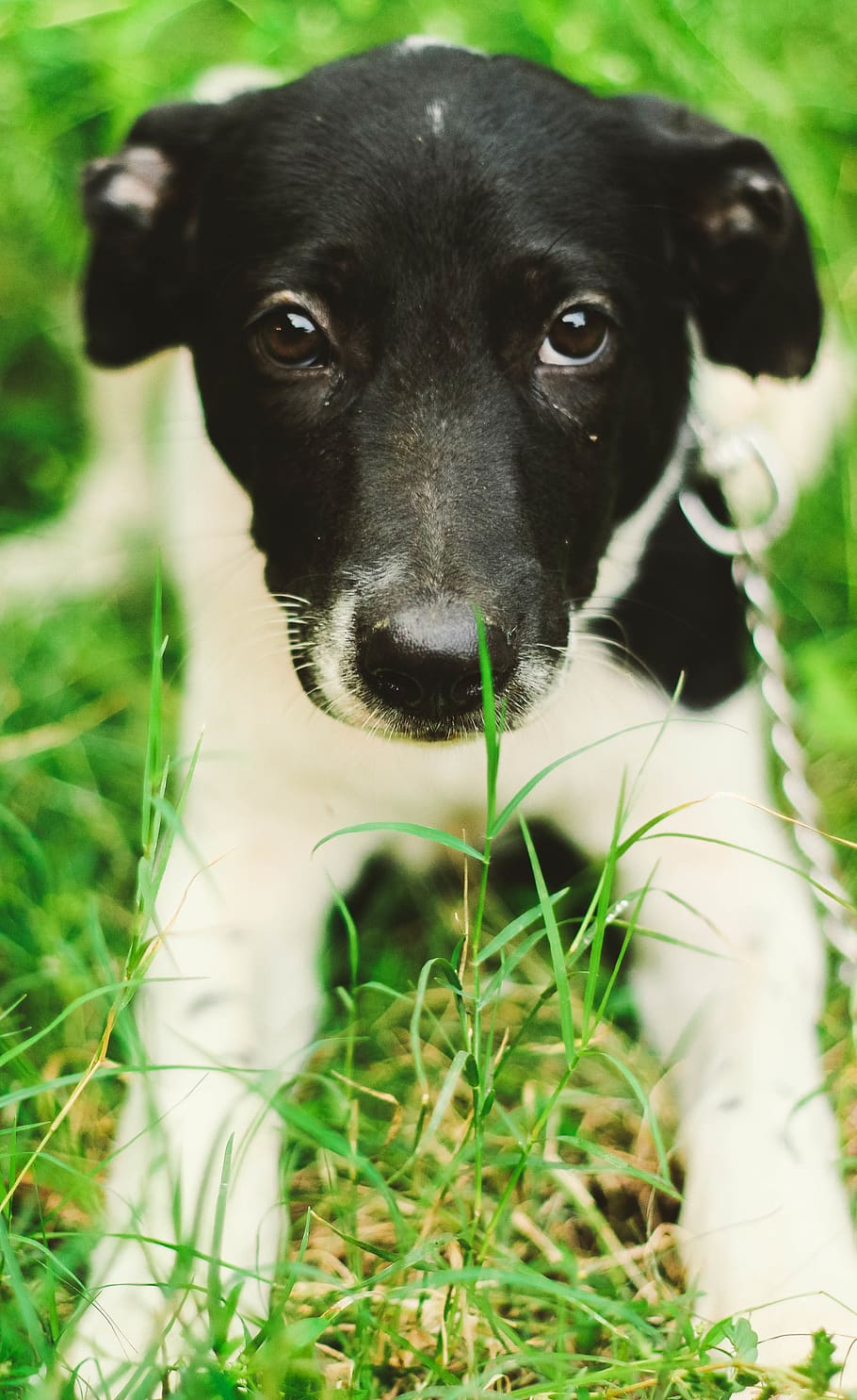 dog, pets, one animal, canine, domestic, domestic animals, mammal HD wallpaper