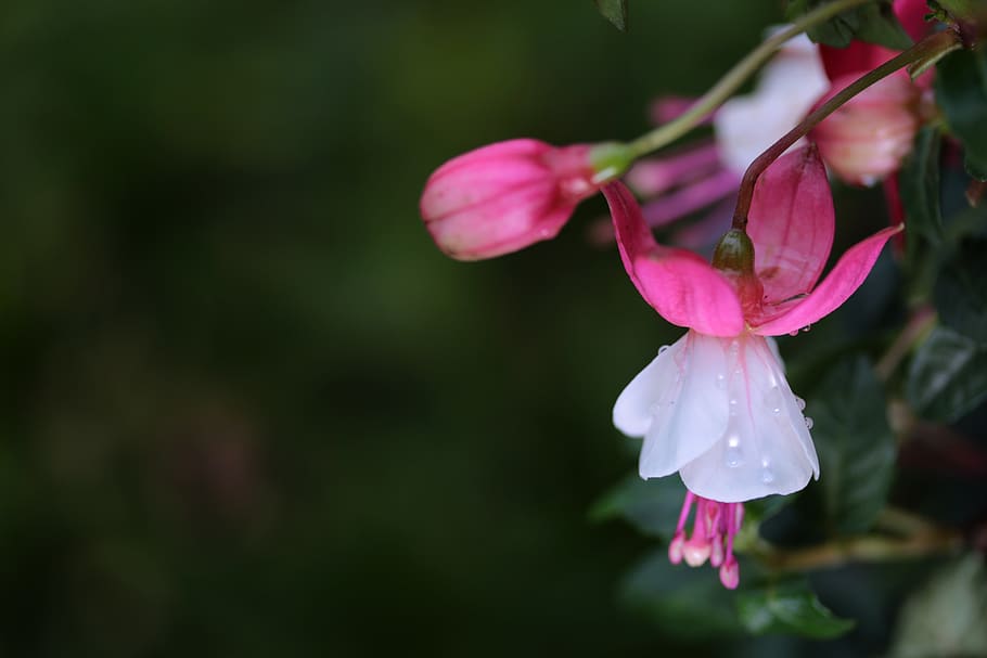 macau, flowers, flowering plant, vulnerability, fragility, beauty in nature HD wallpaper