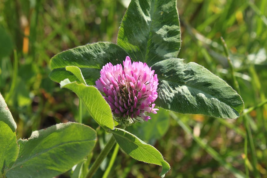 spring, nature, field, savage, flower, plant, plant part, leaf HD wallpaper