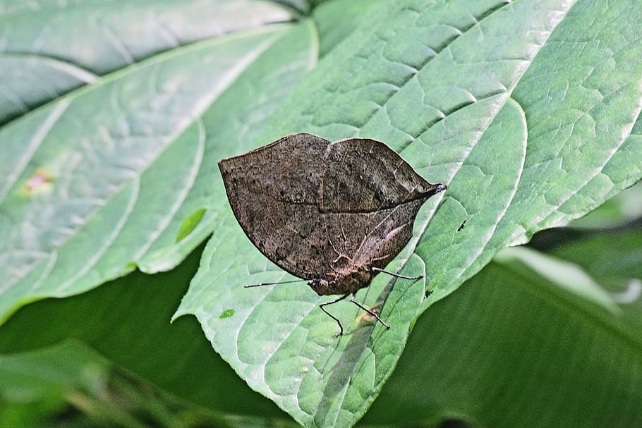 butterfly, insect, leaf, plant part, invertebrate, animal wildlife HD wallpaper