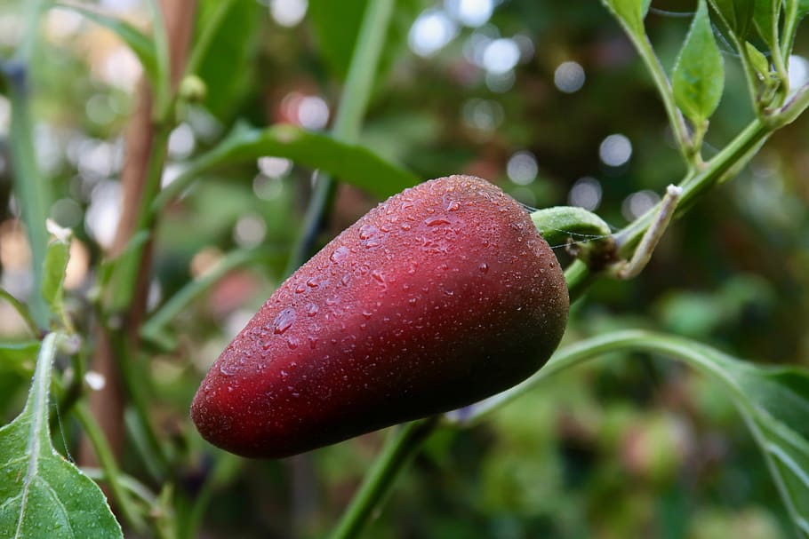 paprika, vegetables, fresh, red, dew morning dew, healthy, nutrition HD wallpaper