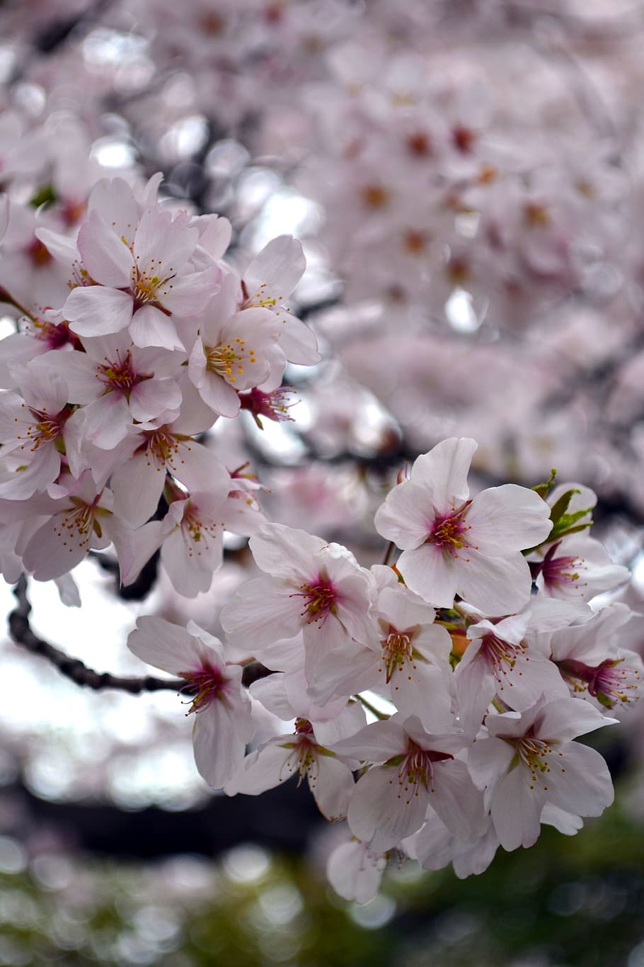 flower, sakura, japan, spring, pink, blossom, nature, flora, HD wallpaper