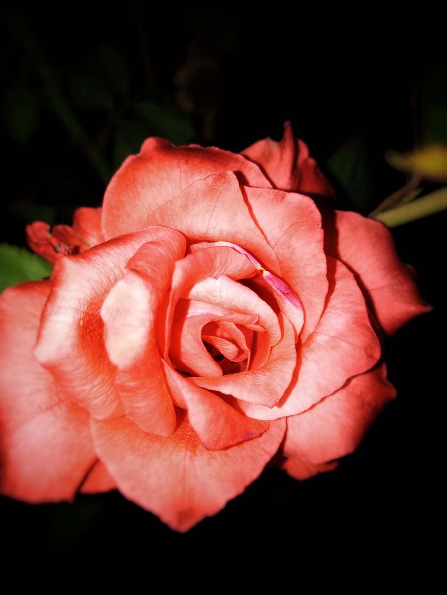 red rose, flower, flowering plant, beauty in nature, vulnerability HD wallpaper