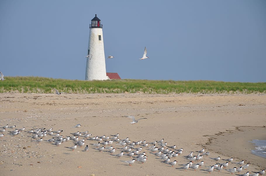 lighthouse, shore, beach, seashore, construction, bird, seagull HD wallpaper