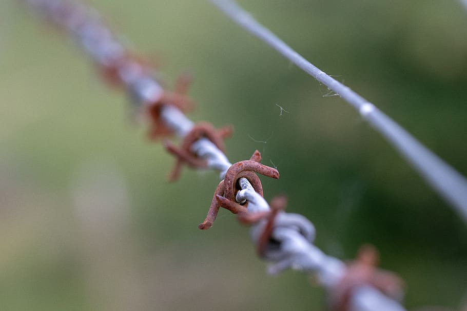 barbed wire, reptile, lizard, animal, rust, person, human, chain HD wallpaper