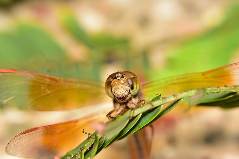 dragon fly, close up, macro, eyes, nature, animal themes, animal wildlife HD wallpaper