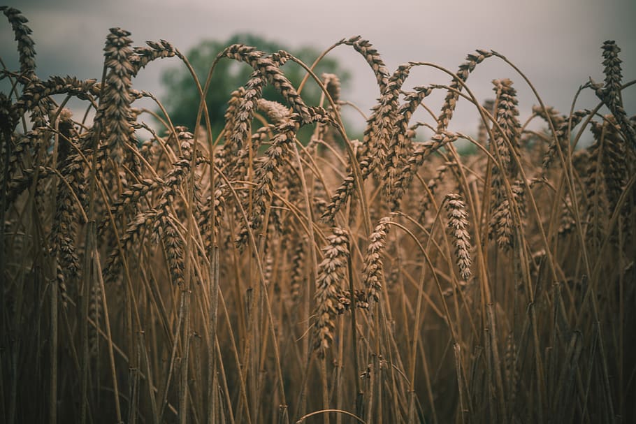 sky, nature, rye, dark, shadow, photo, photography, stem, macro HD wallpaper