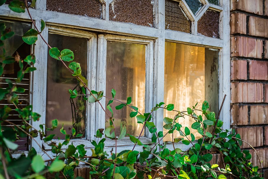 architecture, house, window, shield, green, plants, outside HD wallpaper