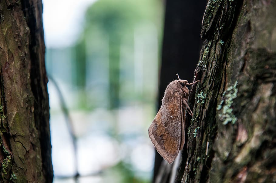 a moth, macro, insect, nature, wings, tree, one animal, focus on foreground HD wallpaper
