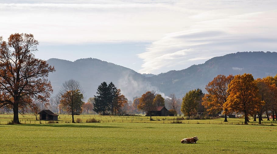 nature, landscape, tree, panorama, grass, sky, autumn, meadow HD wallpaper