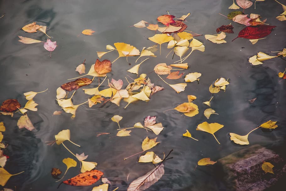 south korea, daegu, lake, pond, water, fall, fallen, colours, HD wallpaper