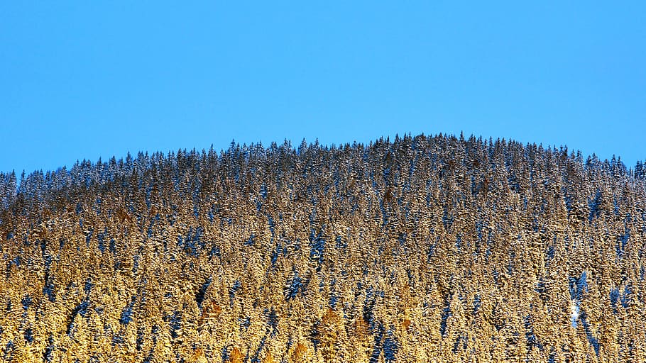 plant, tree, conifer, larch, fir, abies, rug, spruce, pine HD wallpaper
