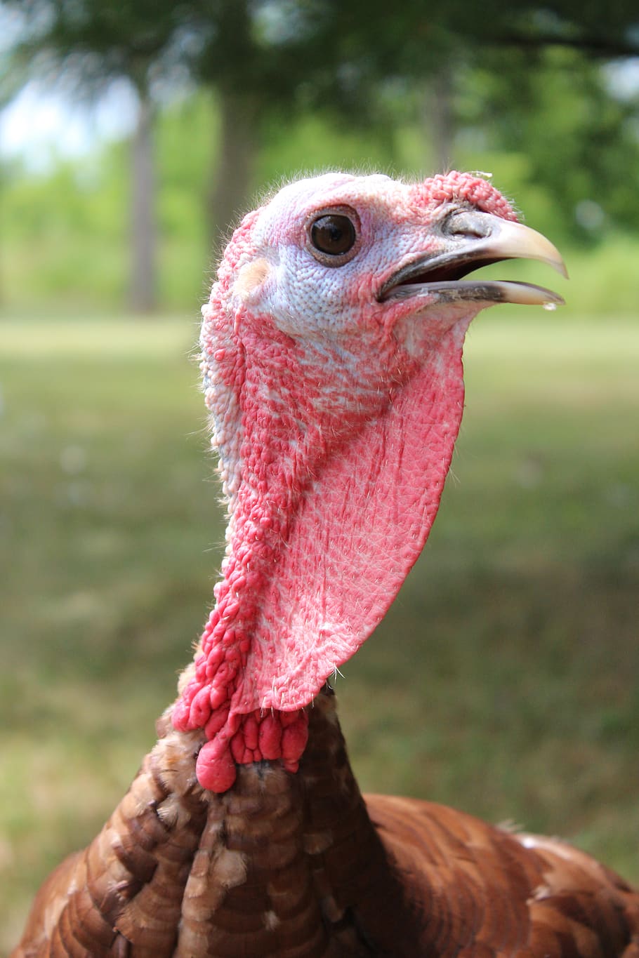 pets, turkey, farm, bird, animal themes, one animal, focus on foreground HD wallpaper