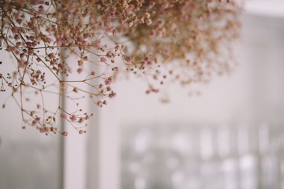 brown flowering tree, florist, bloom, dried, dry, paris, wild HD wallpaper