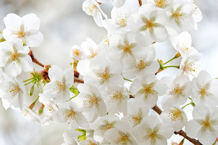 tree blossoms, white, nature, branch, spring, petals, bloom HD wallpaper
