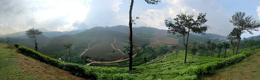 india, panorama, tea, field, tree, trees, landscape, plant HD wallpaper