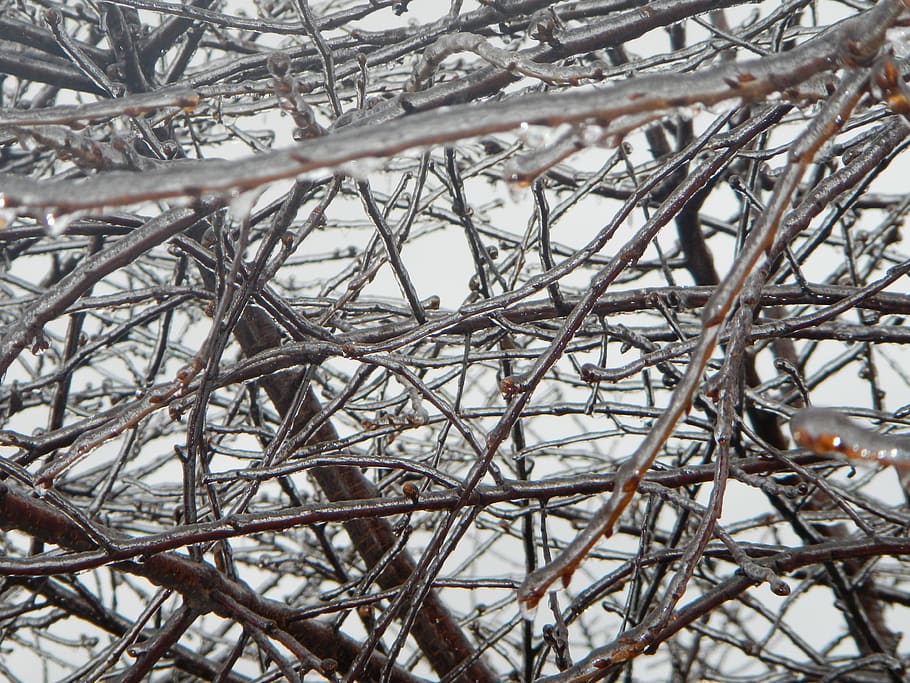 frozen, tree, branches, icicle, snow, cold temperature, winter HD wallpaper