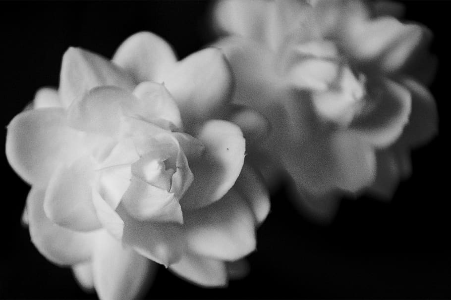 flower, macro, close-up, white, black and white, petal, flowering plant HD wallpaper