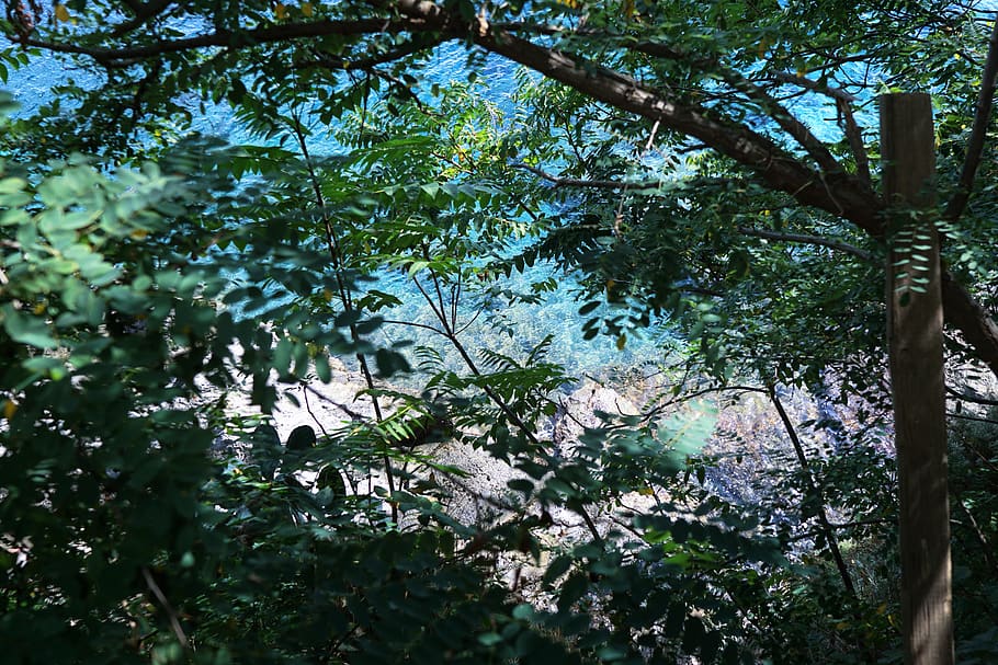 trees, sea, forest, leaf, blue, sky, sand, rock, underwater HD wallpaper