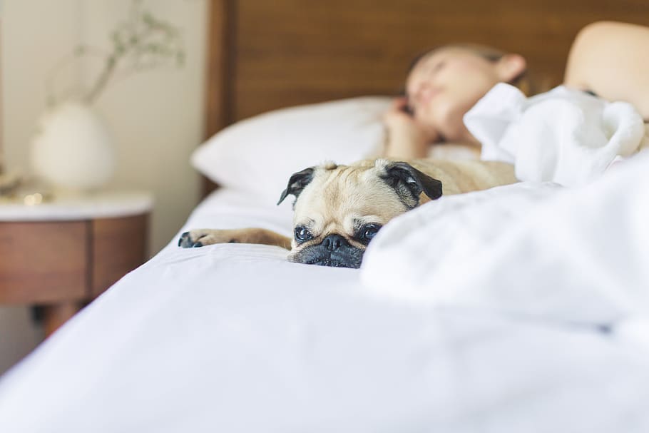 Fawn Pug Lying on Bed Beside Sleeping Woman, bedroom, blanket