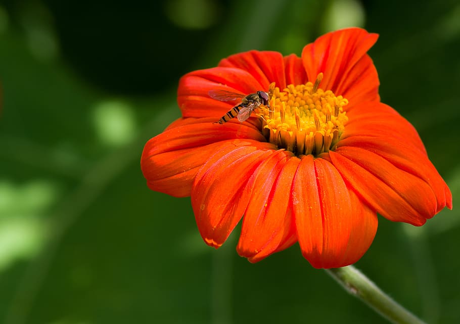 flower, orange, button, close up, macro, nature, blossom, bloom HD wallpaper