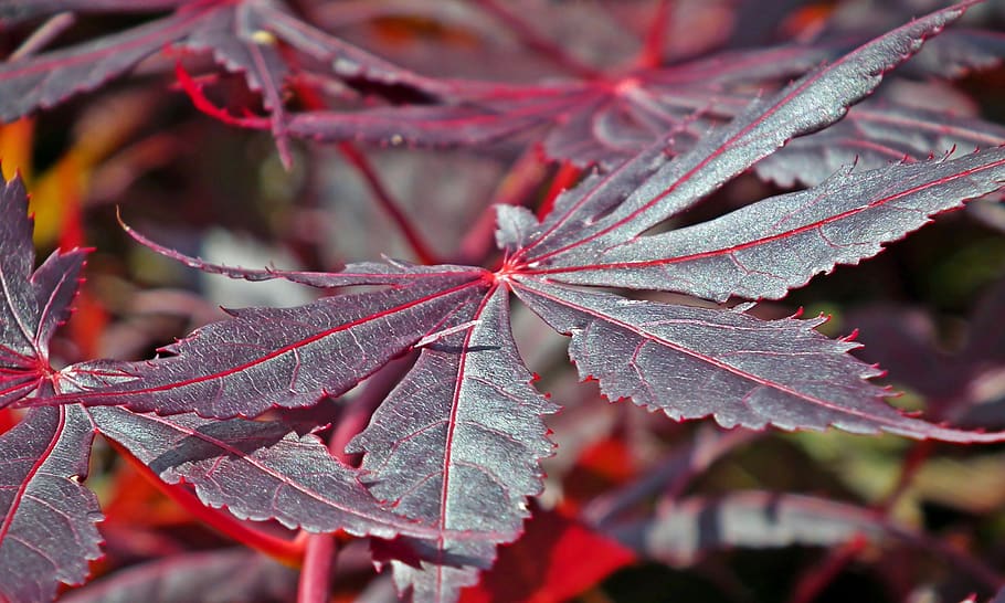 japanese maple, tree, leaf, nature, red, garden, spring, colorful HD wallpaper