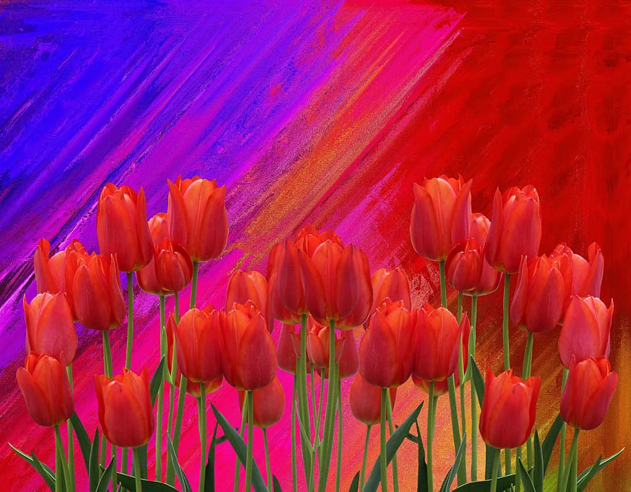 spring, nature, tulip, flower, bright, plant, flowering plant HD wallpaper