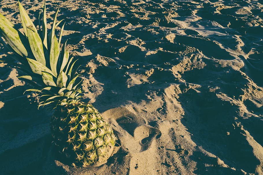 pineapple, beach, sand, fruit, nature, day, high angle view HD wallpaper