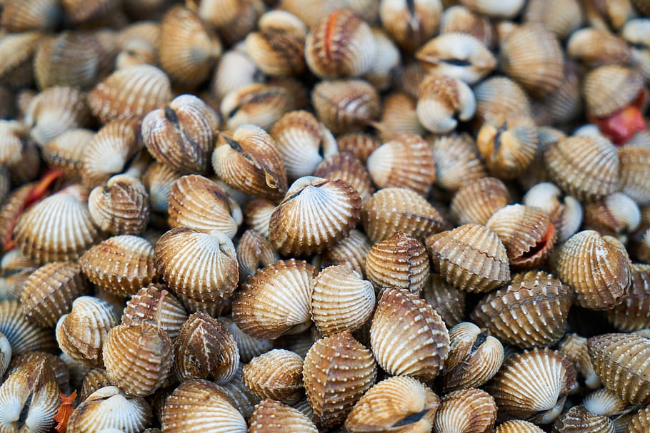 mussels, shelled, nature, snails, psoriasis, animal, food, fresh HD wallpaper