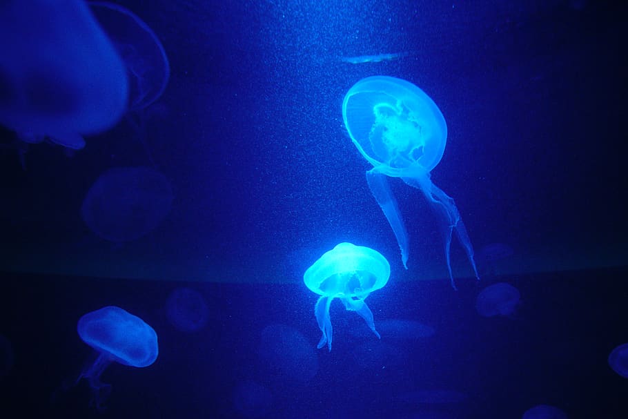 jellyfish, sea, majorca, animal themes, animals in the wild HD wallpaper