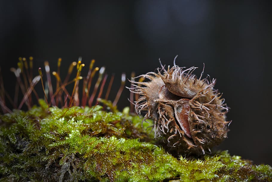 forest, winter, moss, beechnut, plant, close up, close-up, nature HD wallpaper