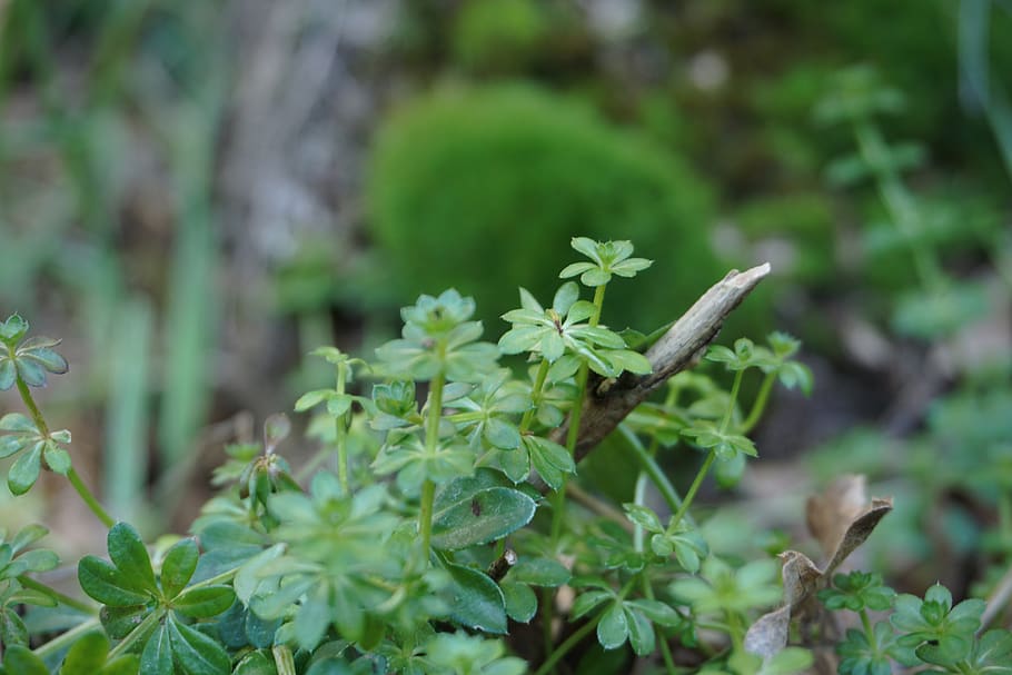 nature, green, foam, tree, forest, wood, plants, leaves, growth HD wallpaper