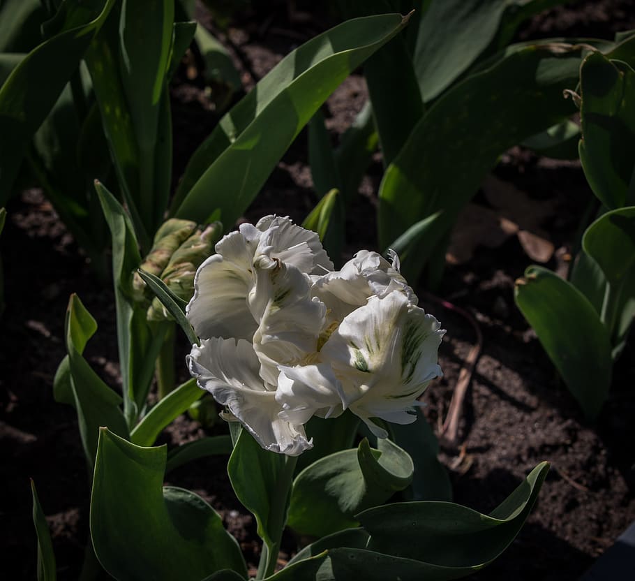 tulip, flower, spring, nature, garden, flora, blossom, bloom HD wallpaper