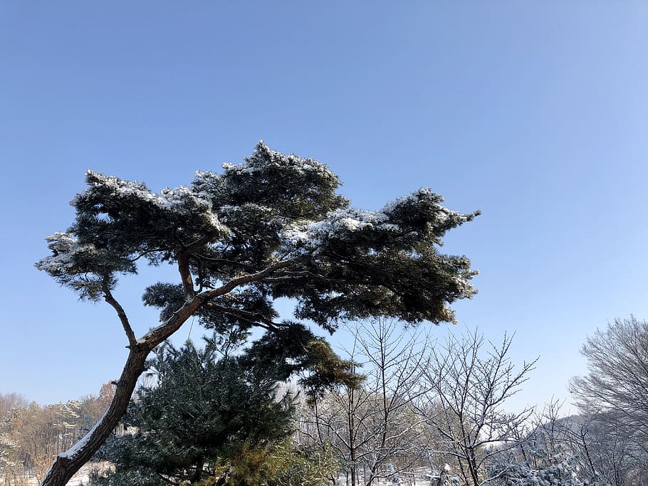 south korea, paju-si, pine, tree, plant, sky, low angle view