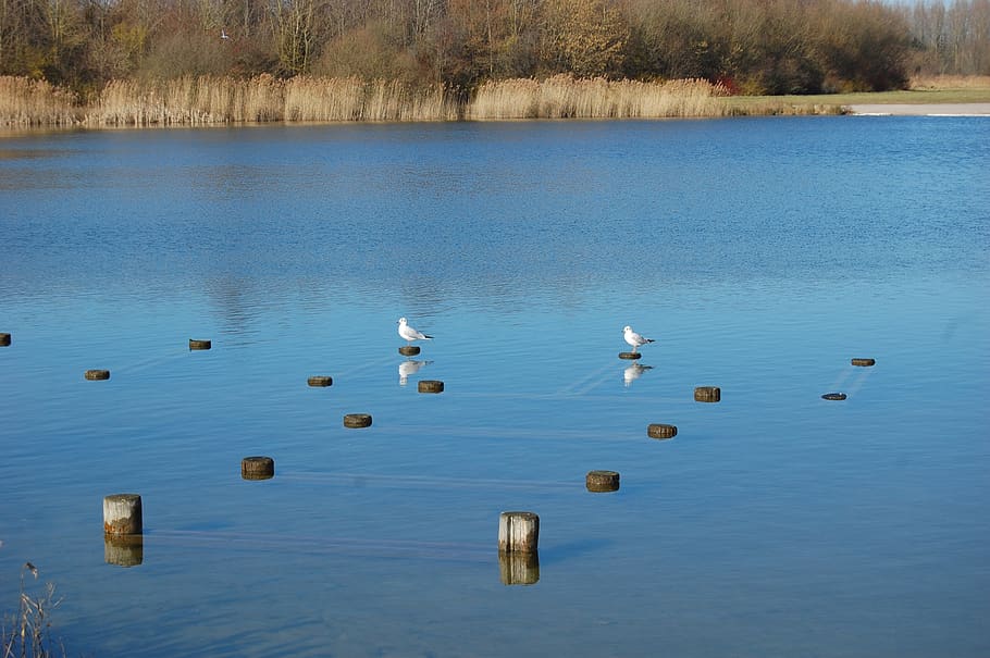 lake, bird, seagull, landscape, nature, reflection, pond, water HD wallpaper